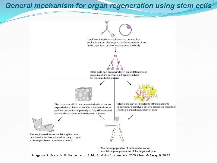 Uses of stem cells and C 2 C