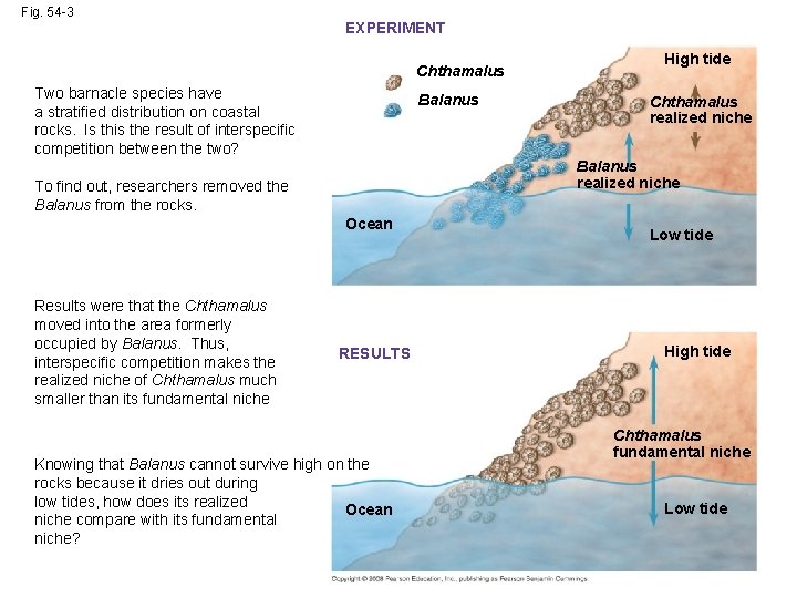 Fig. 54 -3 EXPERIMENT Chthamalus Two barnacle species have a stratified distribution on coastal