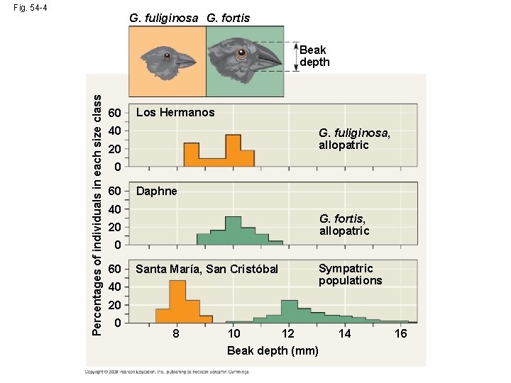 Fig. 54 -4 G. fuliginosa G. fortis Percentages of individuals in each size class