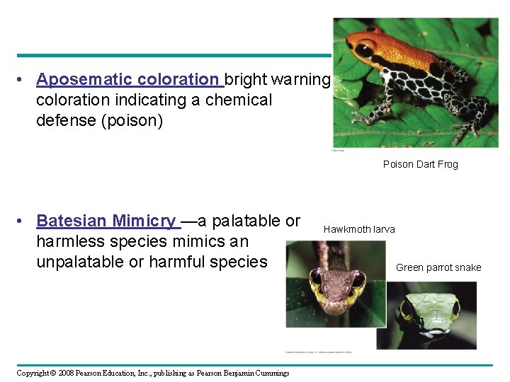  • Aposematic coloration bright warning coloration indicating a chemical defense (poison) Poison Dart