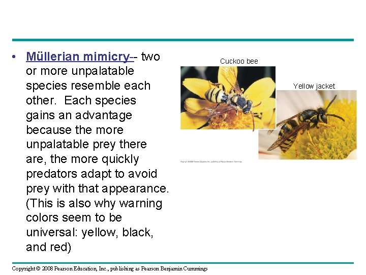  • Müllerian mimicry-- two or more unpalatable species resemble each other. Each species