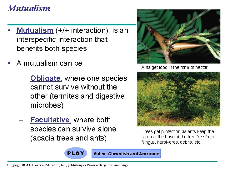 Mutualism • Mutualism (+/+ interaction), is an interspecific interaction that benefits both species •