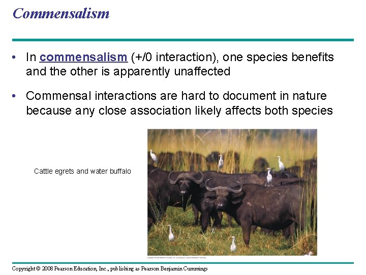 Commensalism • In commensalism (+/0 interaction), one species benefits and the other is apparently