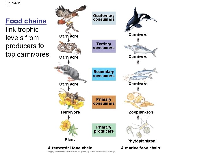 Fig. 54 -11 Food chains link trophic levels from producers to top carnivores Quaternary