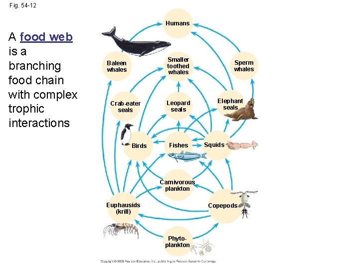 Fig. 54 -12 Humans A food web is a branching food chain with complex