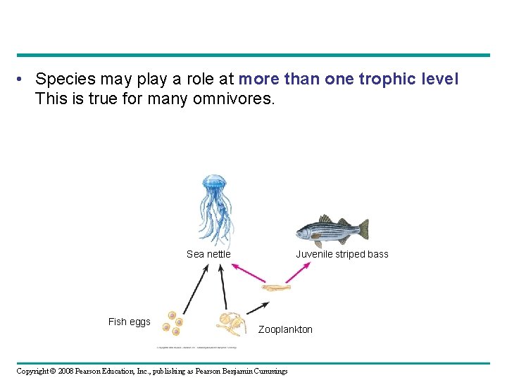  • Species may play a role at more than one trophic level This