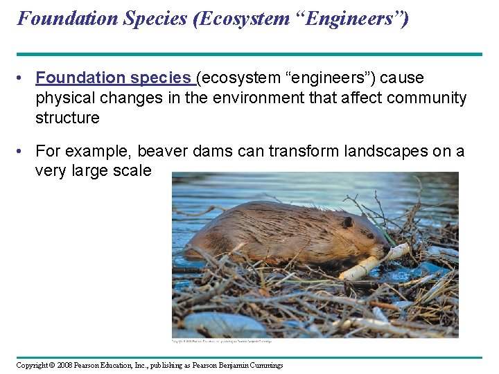 Foundation Species (Ecosystem “Engineers”) • Foundation species (ecosystem “engineers”) cause physical changes in the