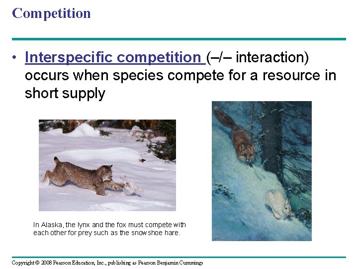 Competition • Interspecific competition (–/– interaction) occurs when species compete for a resource in