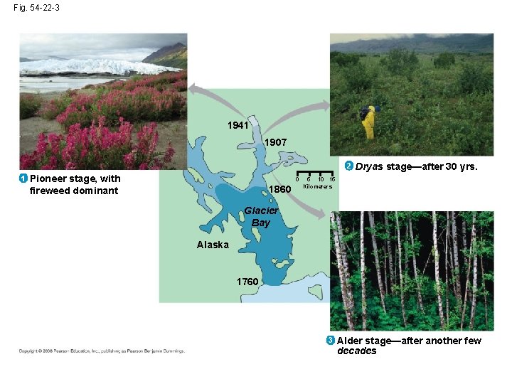 Fig. 54 -22 -3 1941 1907 2 1 Pioneer stage, with fireweed dominant 0