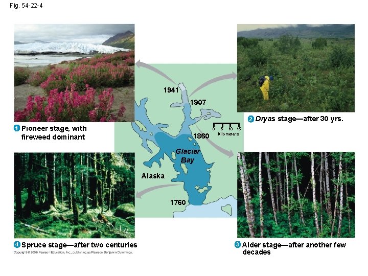 Fig. 54 -22 -4 1941 1907 2 1 Pioneer stage, with fireweed dominant 0