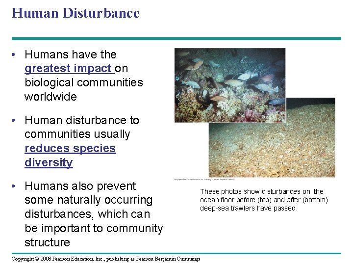 Human Disturbance • Humans have the greatest impact on biological communities worldwide • Human