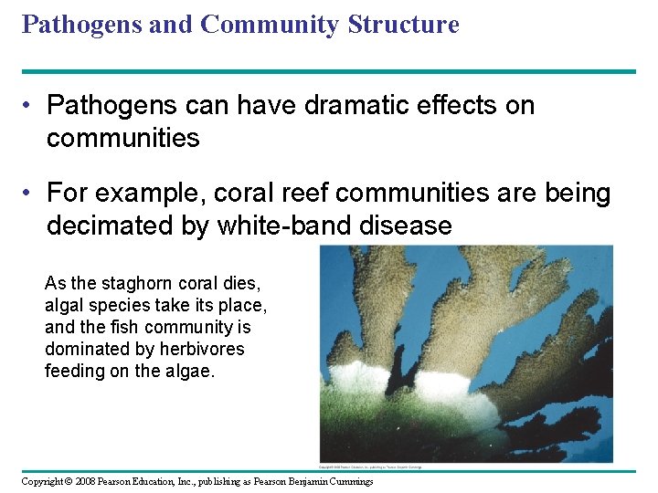 Pathogens and Community Structure • Pathogens can have dramatic effects on communities • For