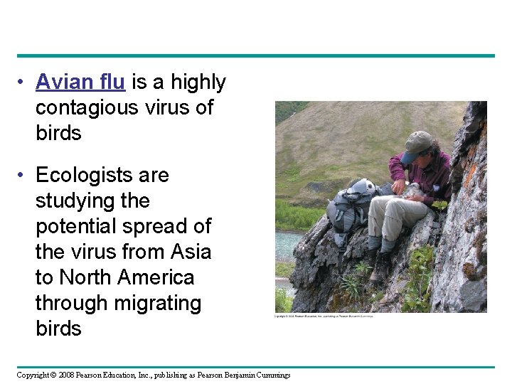 • Avian flu is a highly contagious virus of birds • Ecologists are