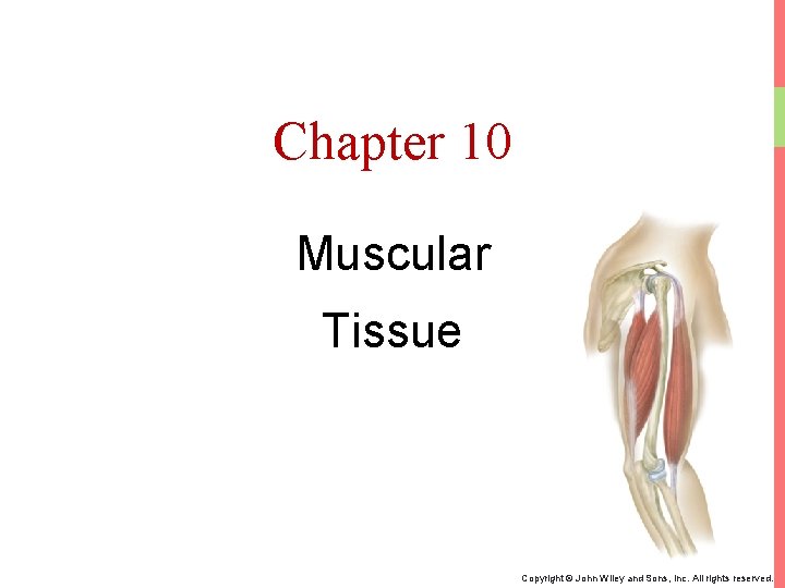 Chapter 10 Muscular Tissue Copyright © John Wiley and Sons, Inc. All rights reserved.