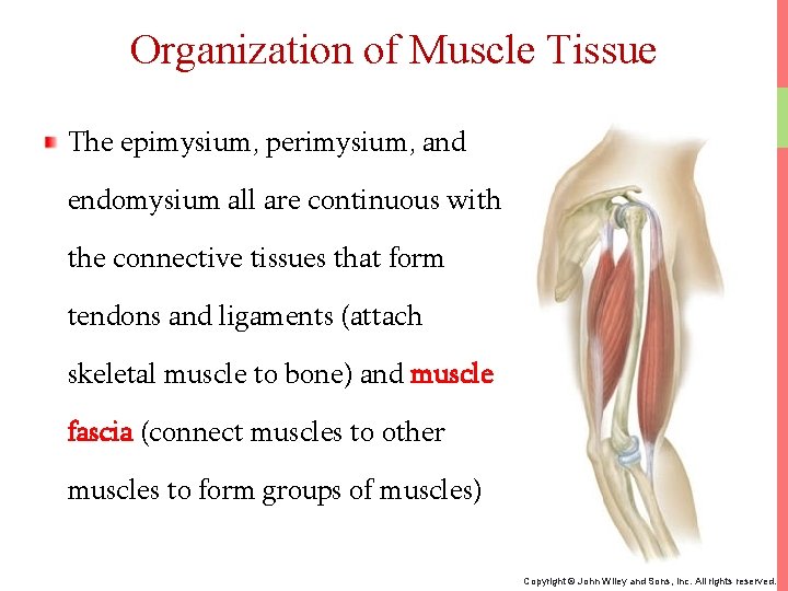 Organization of Muscle Tissue The epimysium, perimysium, and endomysium all are continuous with the