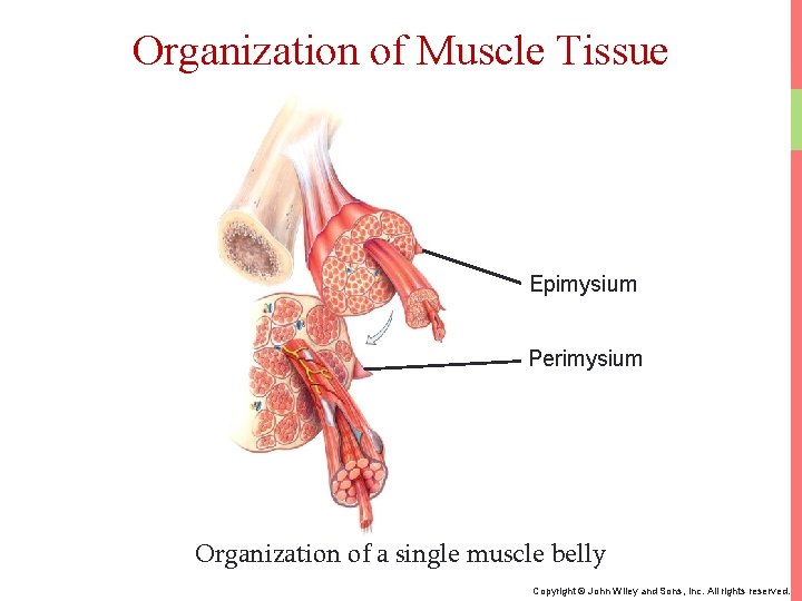 Organization of Muscle Tissue Epimysium Perimysium Organization of a single muscle belly Copyright ©