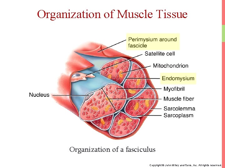 Organization of Muscle Tissue Organization of a fasciculus Copyright © John Wiley and Sons,