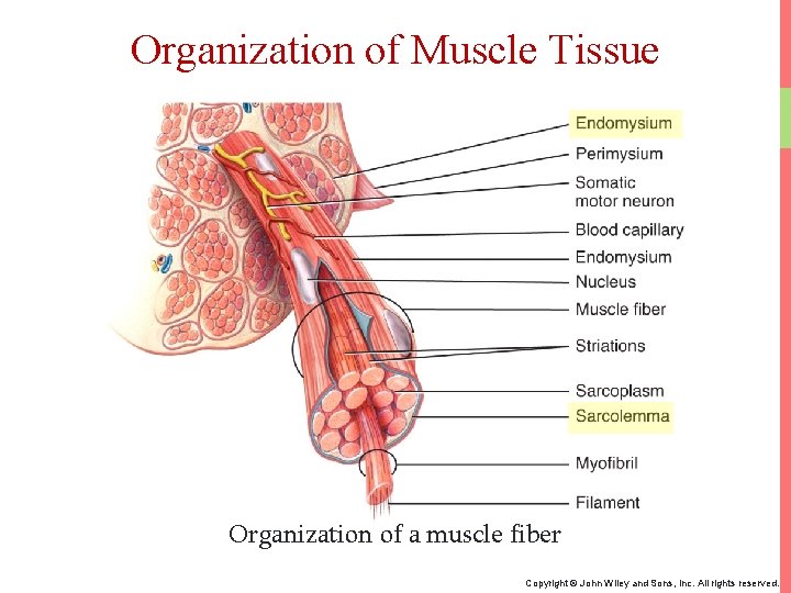 Organization of Muscle Tissue Organization of a muscle fiber Copyright © John Wiley and