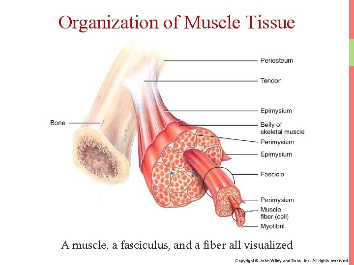Organization of Muscle Tissue A muscle, a fasciculus, and a fiber all visualized Copyright