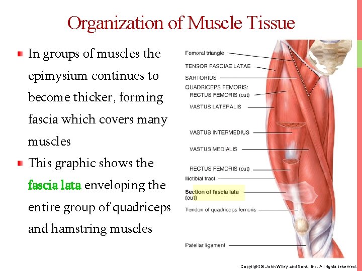 Organization of Muscle Tissue In groups of muscles the epimysium continues to become thicker,