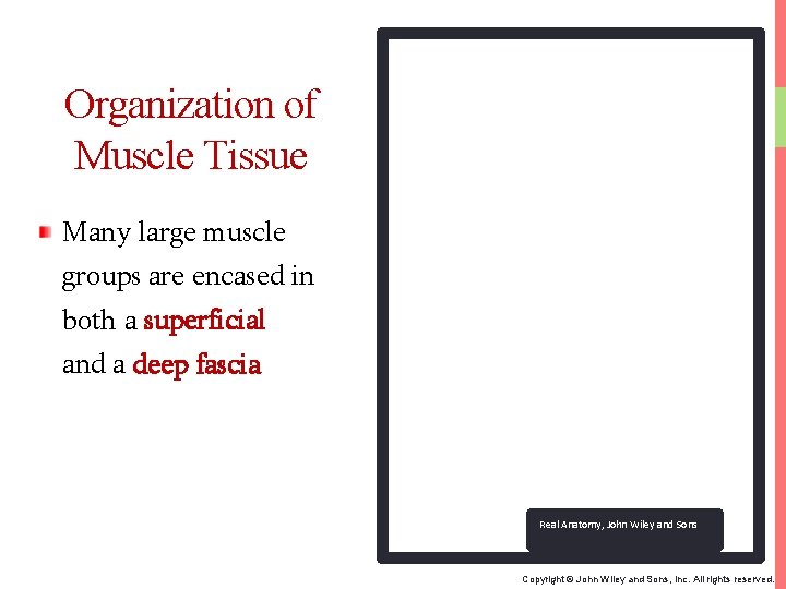 Organization of Muscle Tissue Many large muscle groups are encased in both a superficial