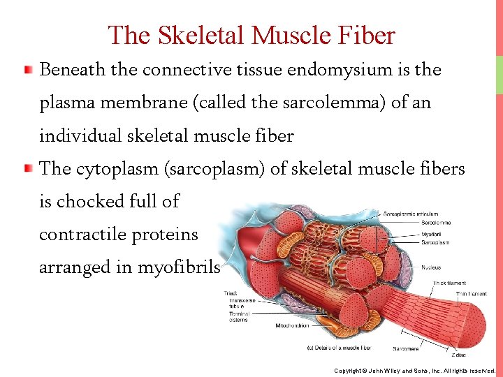 The Skeletal Muscle Fiber Beneath the connective tissue endomysium is the plasma membrane (called