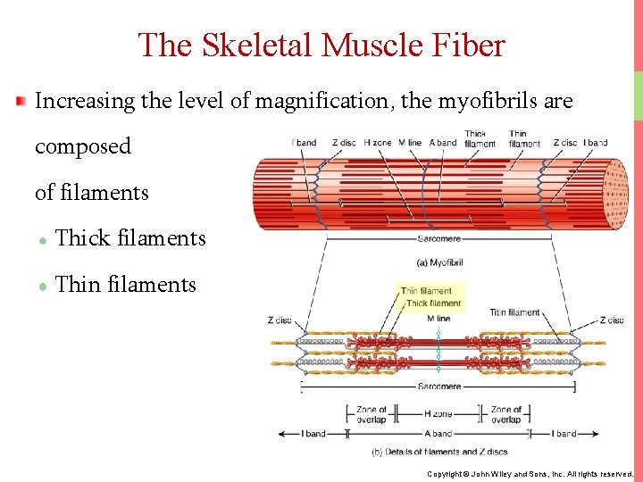 The Skeletal Muscle Fiber Increasing the level of magnification, the myofibrils are composed of