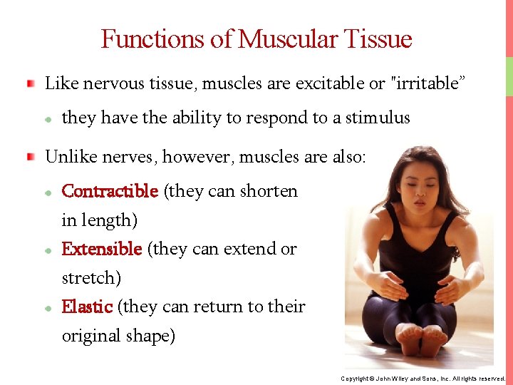 Functions of Muscular Tissue Like nervous tissue, muscles are excitable or "irritable” they have