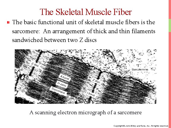 The Skeletal Muscle Fiber The basic functional unit of skeletal muscle fibers is the
