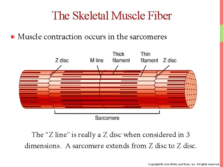 The Skeletal Muscle Fiber Muscle contraction occurs in the sarcomeres The “Z line” is