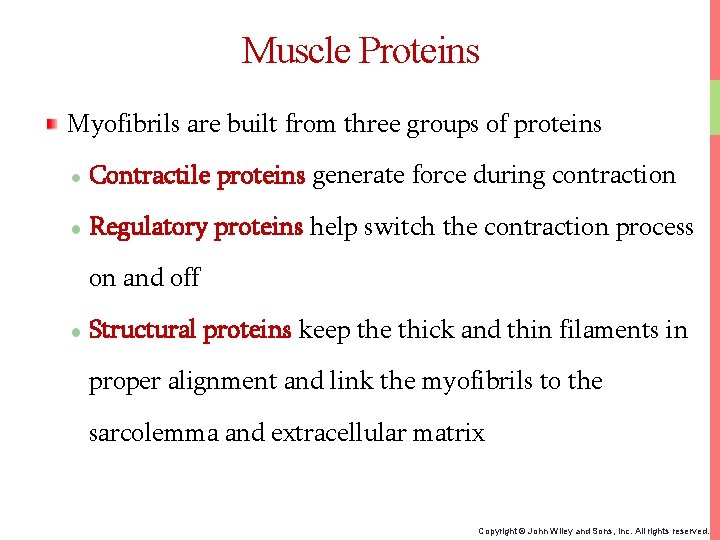 Muscle Proteins Myofibrils are built from three groups of proteins Contractile proteins generate force