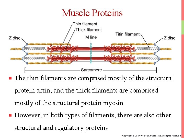 Muscle Proteins The thin filaments are comprised mostly of the structural protein actin, and