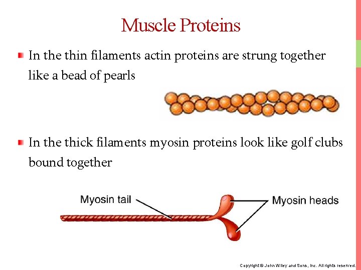 Muscle Proteins In the thin filaments actin proteins are strung together like a bead