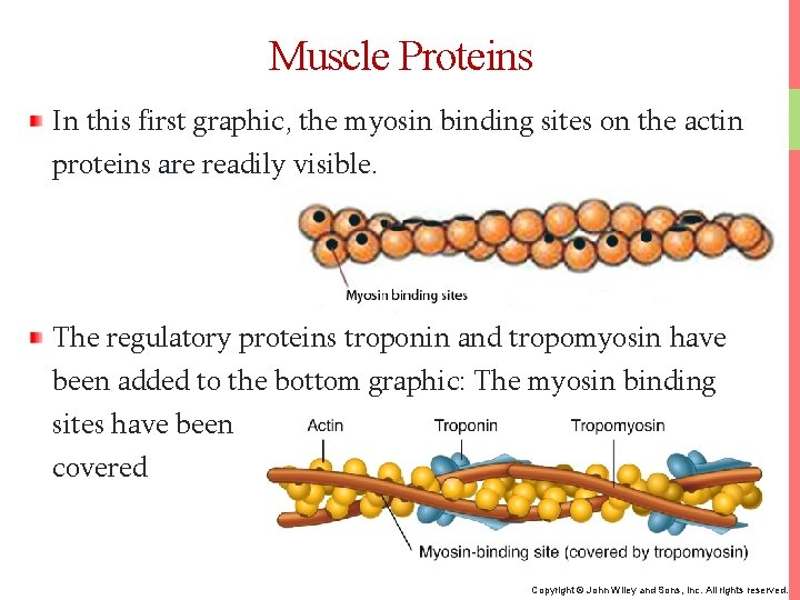 Muscle Proteins In this first graphic, the myosin binding sites on the actin proteins