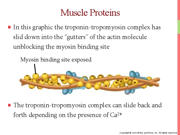 Muscle Proteins In this graphic the troponin-tropomyosin complex has slid down into the “gutters”