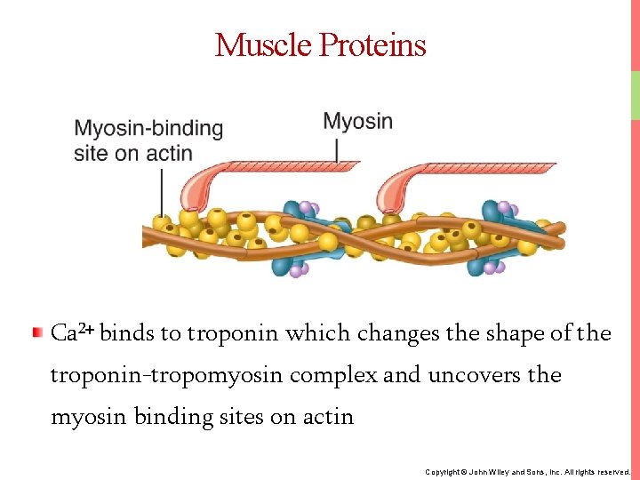 Muscle Proteins Ca 2+ binds to troponin which changes the shape of the troponin-tropomyosin