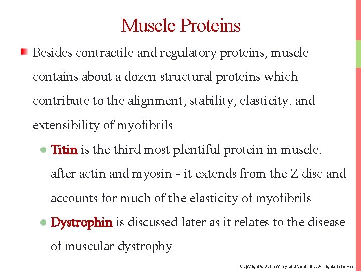 Muscle Proteins Besides contractile and regulatory proteins, muscle contains about a dozen structural proteins