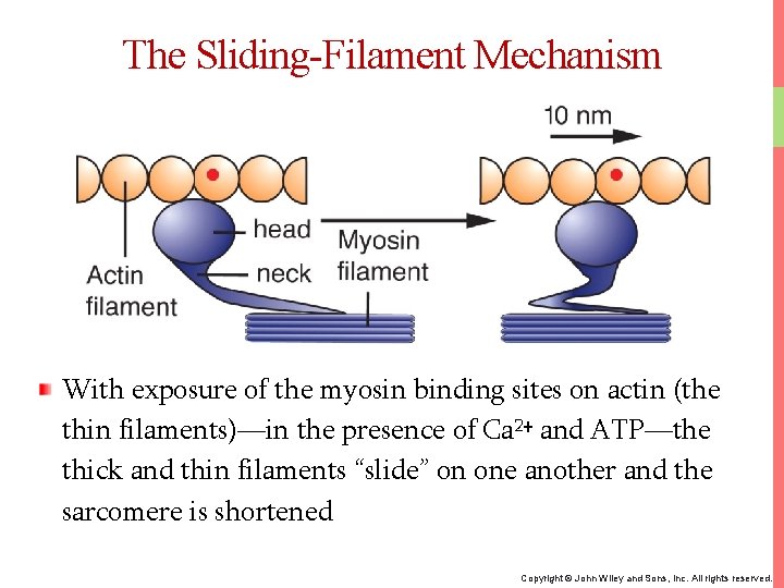 The Sliding-Filament Mechanism With exposure of the myosin binding sites on actin (the thin