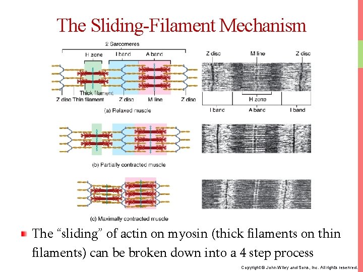 The Sliding-Filament Mechanism The “sliding” of actin on myosin (thick filaments on thin filaments)