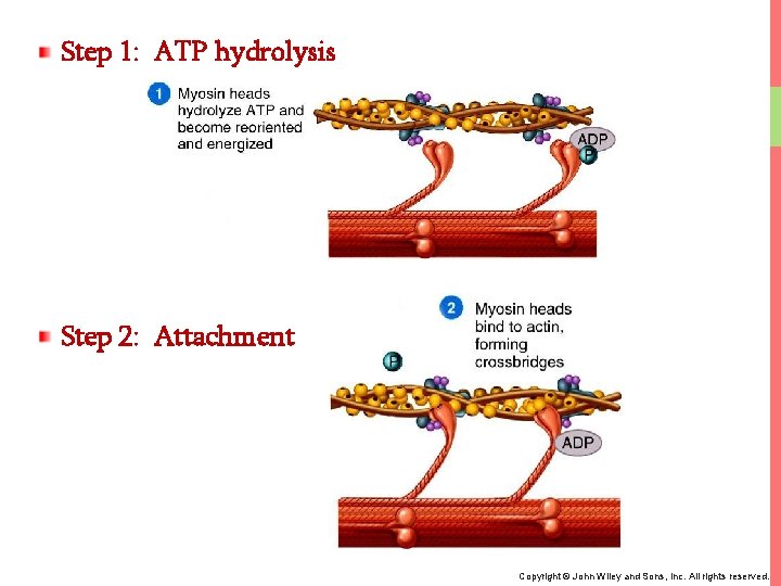 Step 1: ATP hydrolysis Step 2: Attachment Copyright © John Wiley and Sons, Inc.