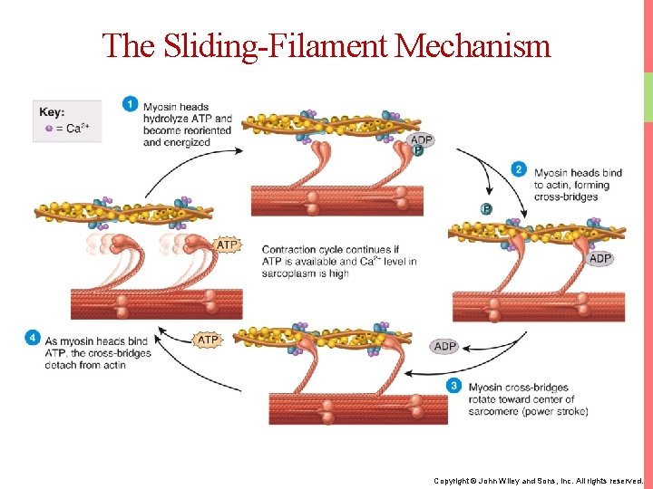 The Sliding-Filament Mechanism Copyright © John Wiley and Sons, Inc. All rights reserved. 