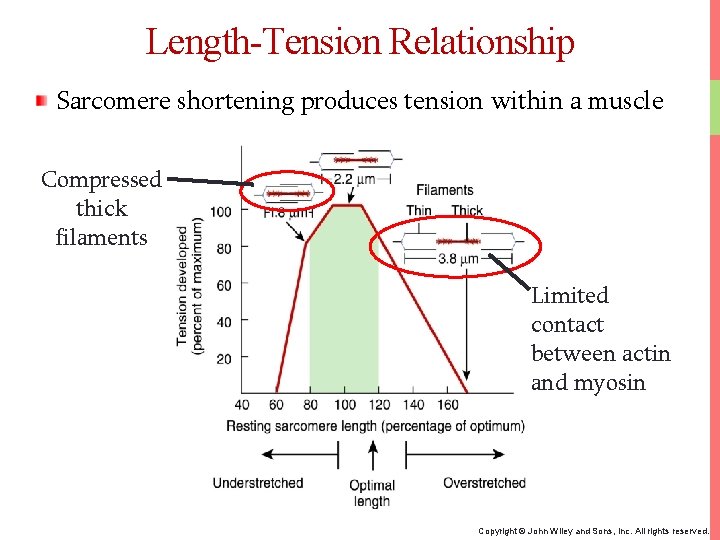 Length-Tension Relationship Sarcomere shortening produces tension within a muscle Compressed thick filaments Limited contact
