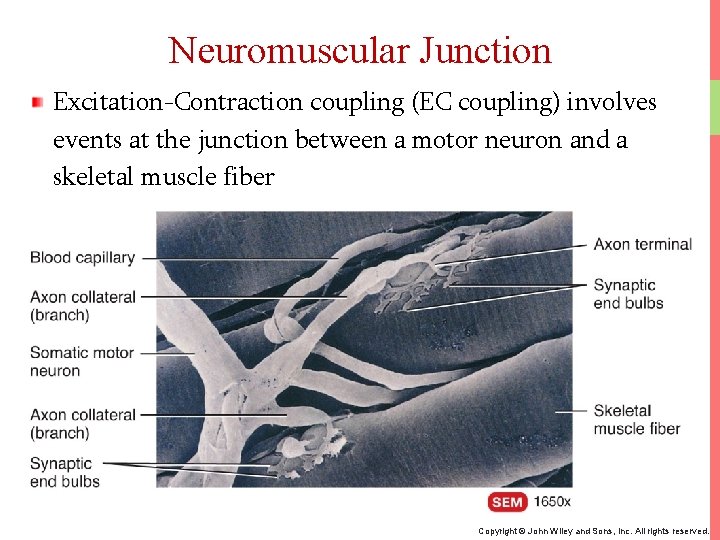Neuromuscular Junction Excitation-Contraction coupling (EC coupling) involves events at the junction between a motor