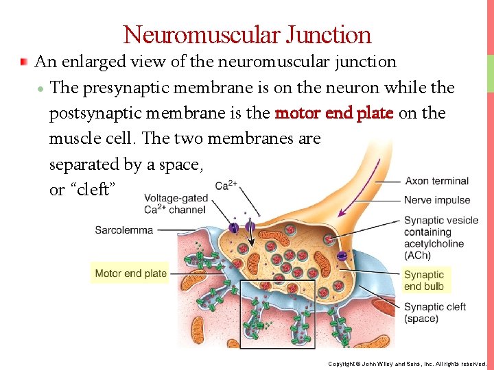 Neuromuscular Junction An enlarged view of the neuromuscular junction The presynaptic membrane is on