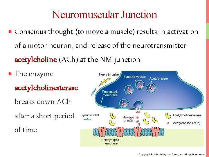 Neuromuscular Junction Conscious thought (to move a muscle) results in activation of a motor
