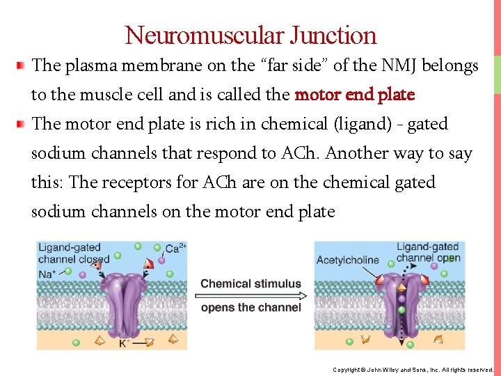 Neuromuscular Junction The plasma membrane on the “far side” of the NMJ belongs to