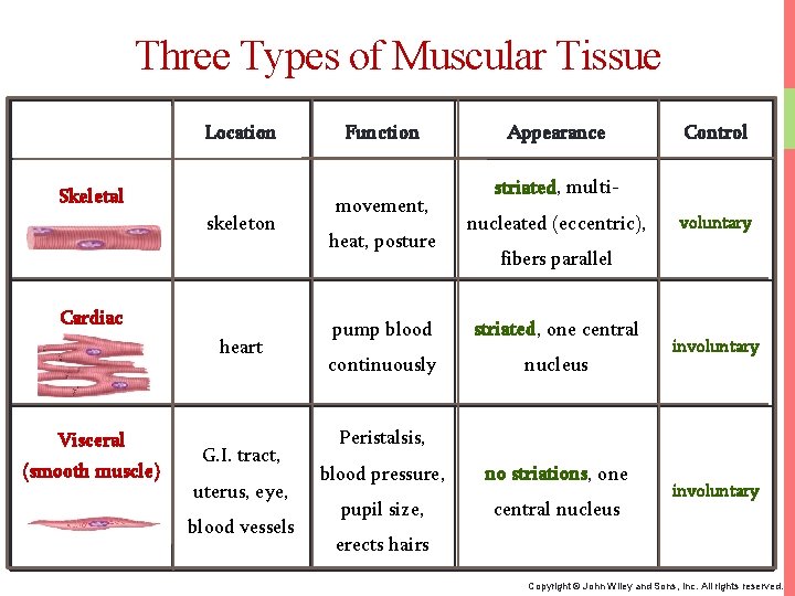 Three Types of Muscular Tissue Location Skeletal skeleton Cardiac heart Visceral (smooth muscle) G.