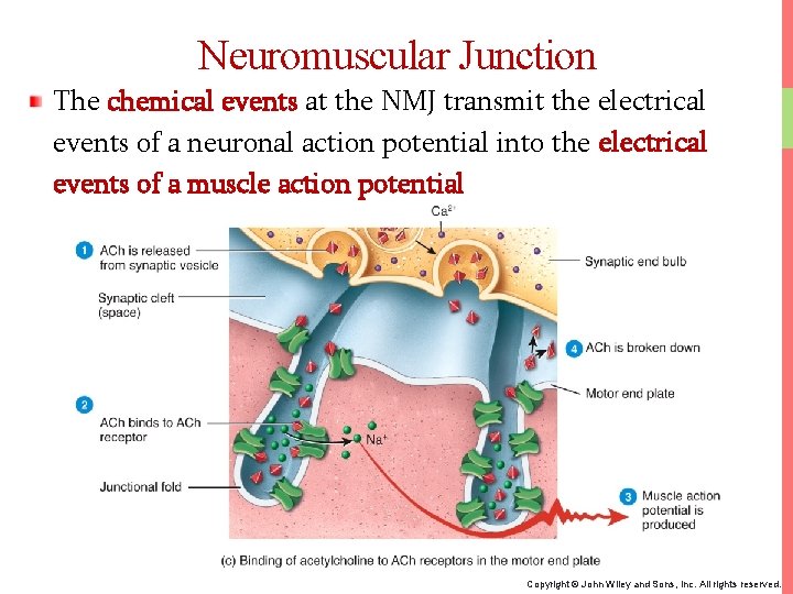 Neuromuscular Junction The chemical events at the NMJ transmit the electrical events of a
