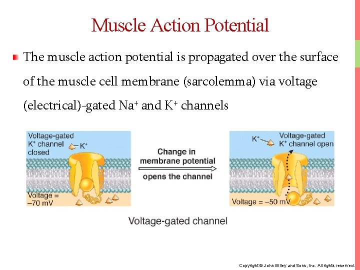 Muscle Action Potential The muscle action potential is propagated over the surface of the