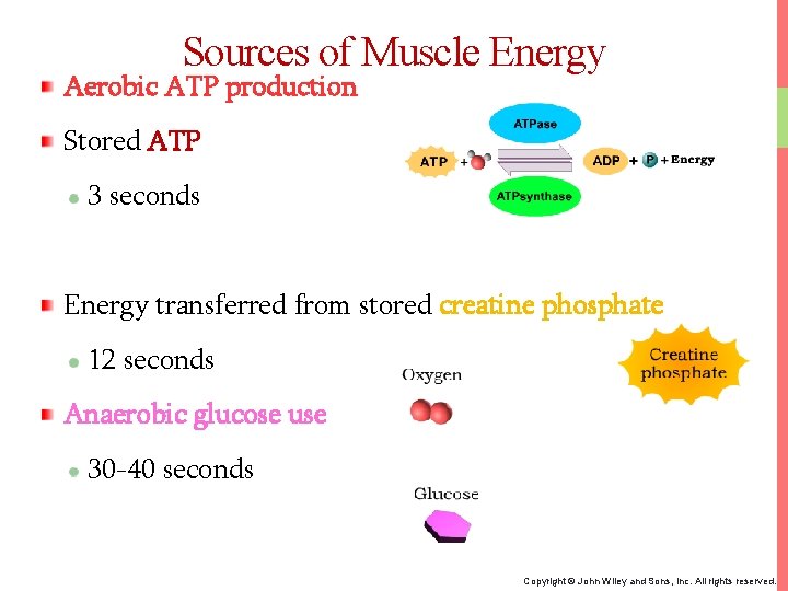 Sources of Muscle Energy Aerobic ATP production Stored ATP 3 seconds Energy transferred from